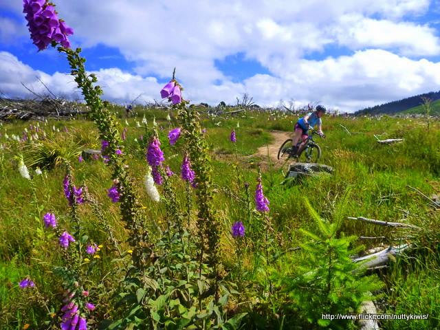 Trail Stories: Arapuke Trails